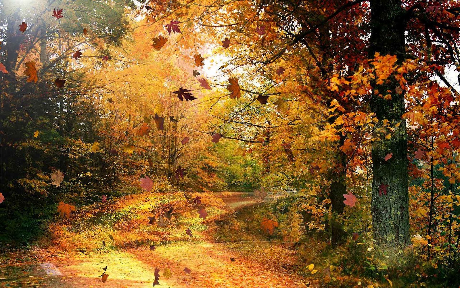 Het Is Herfst Het Is Herfst